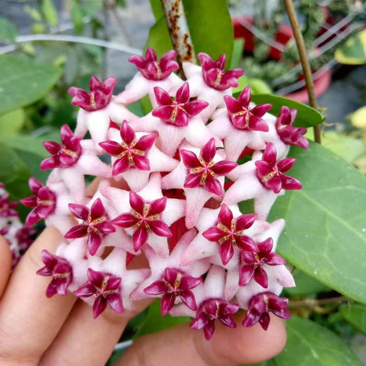 Dark Pink Hoya Flower Seeds for Planting Easy to Grow Heirloom & GMO Free Seeds for Home Garden
 
 Sale