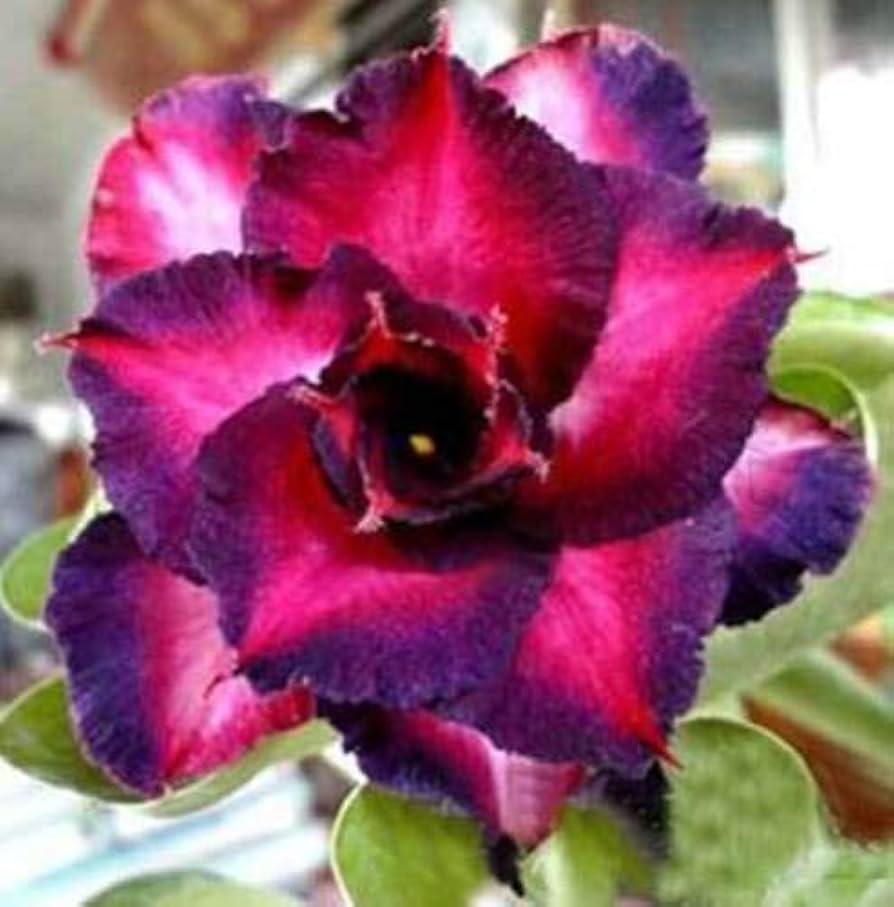 Violet Pink Adenium Obesum Flower seeds for Planting Sun Loving Heirloom & GMO Free Seeds for Home Garden