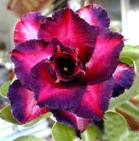 Violet Pink Adenium Obesum Flower seeds for Planting Sun Loving Heirloom & GMO Free Seeds for Home Garden