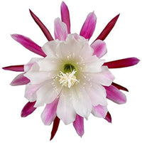 White Violet Epiphyllum Flower seeds for Planting Perfect for Borders Heirloom & GMO Free Seeds for Home Garden