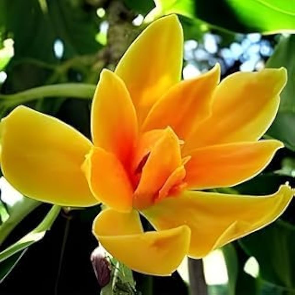 Champa Flower seeds for Planting - Fragrant Blossoms, Heirloom & GMO Free Seeds for Home Garden