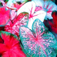 Mix Pink Caladium Flower seeds for Planting - Fragrant Blossoms, Heirloom & GMO Free Seeds for Home Garden