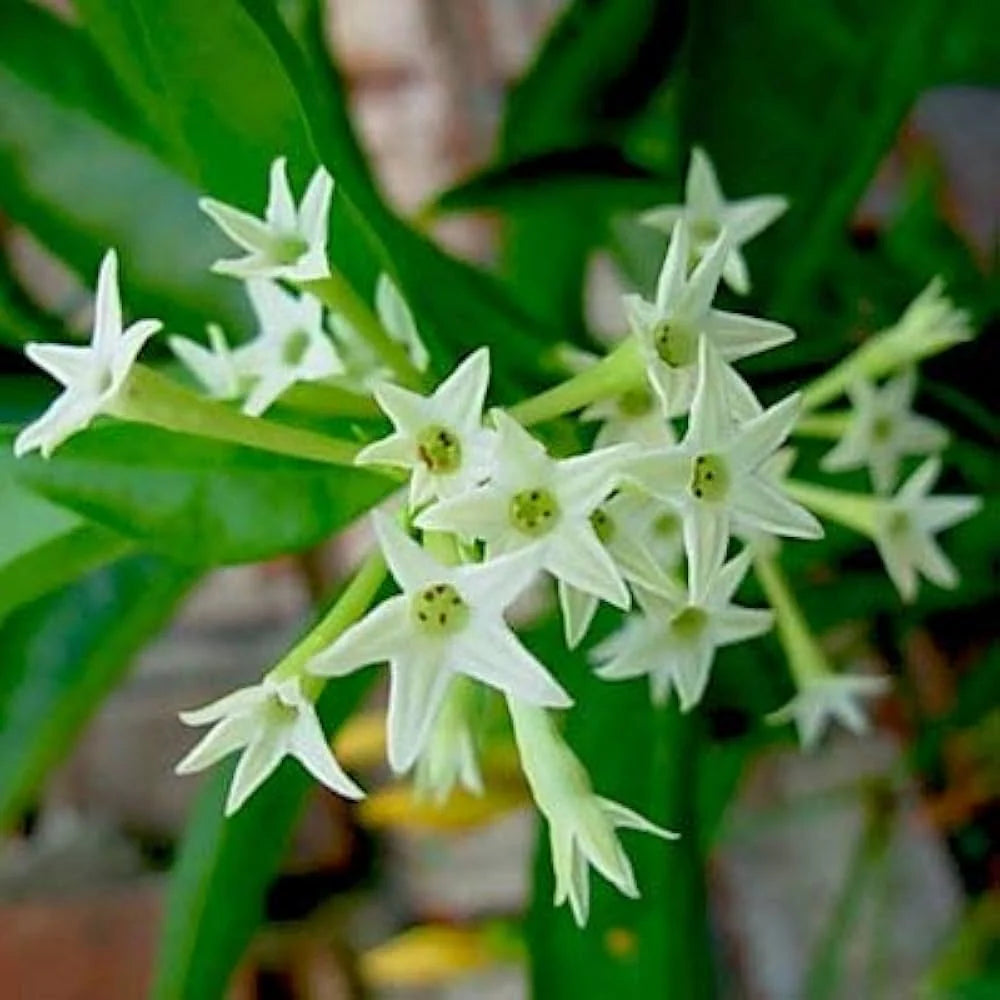 Cestrum Nocturnum Flower seeds for Planting Fragrant Blossoms Heirloom & GMO Free Seeds for Home Garden