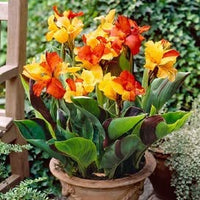 Canna Lily Flower Planting Seeds for a Colorful Garden Transformation