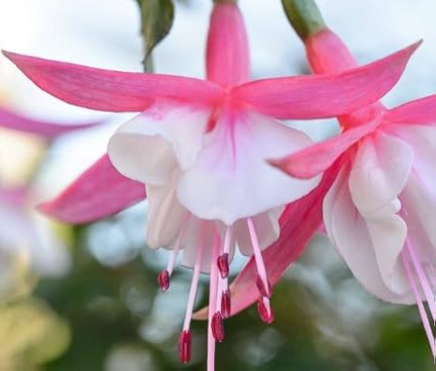 White Pink Fuchsia Flower Seeds Flower seeds for Planting Bright Blooms Heirloom & GMO Free Seeds for Home Garden
