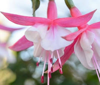 White Pink Fuchsia Flower Seeds Flower seeds for Planting Bright Blooms Heirloom & GMO Free Seeds for Home Garden