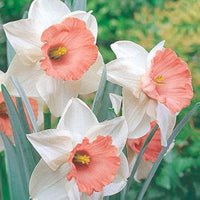 Nema Double Petals Narcissus Flower seeds for Planting - Drought Tolerant, Heirloom & GMO Free Seeds for Home Garden