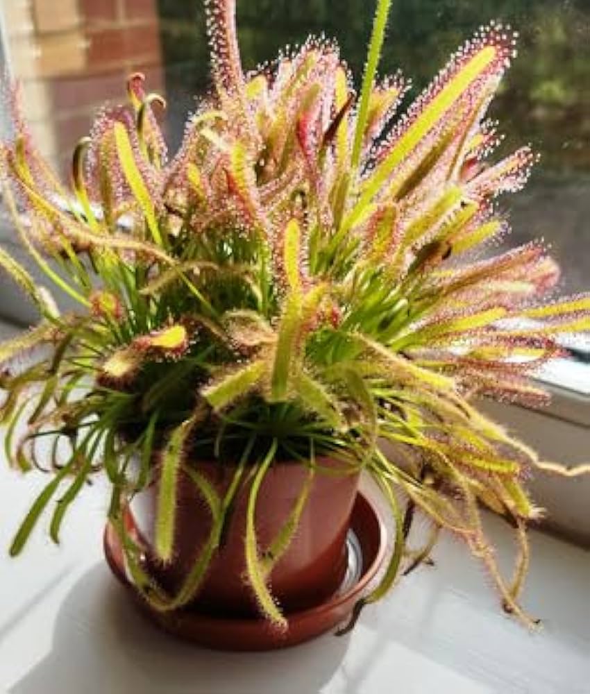 Yellow Sundew Flower Seeds – SunLoving Heirloom & NonGMO Seeds for Easy Home Garden Planting
 
 Sale