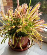 Yellow Sundew Flower Seeds – SunLoving Heirloom & NonGMO Seeds for Easy Home Garden Planting
 
 Sale