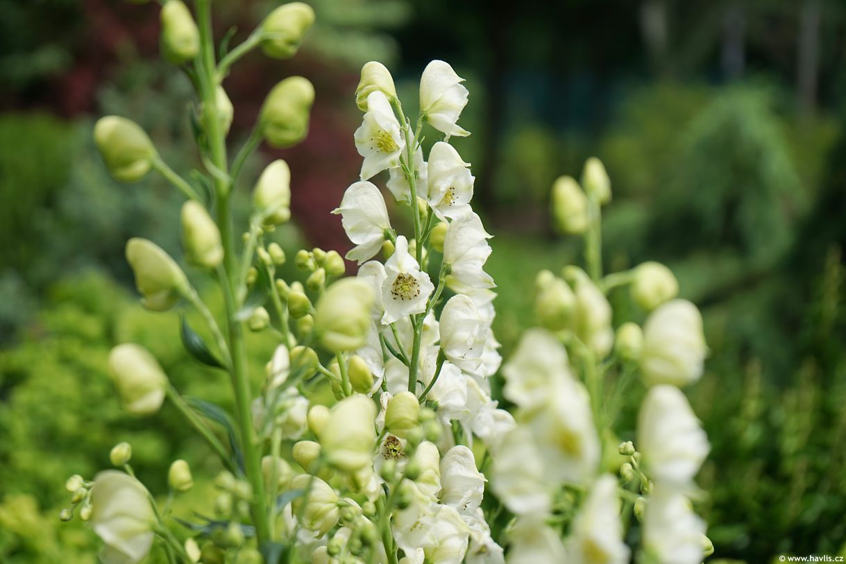 Light Green Aconitum Flower seeds for Planting - Long Bloom Season, Heirloom & GMO Free Seeds for Home Garden