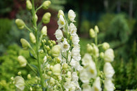 Light Green Aconitum Flower seeds for Planting - Long Bloom Season, Heirloom & GMO Free Seeds for Home Garden