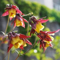Oriental Columbine Seeds for Planting wildflower garden