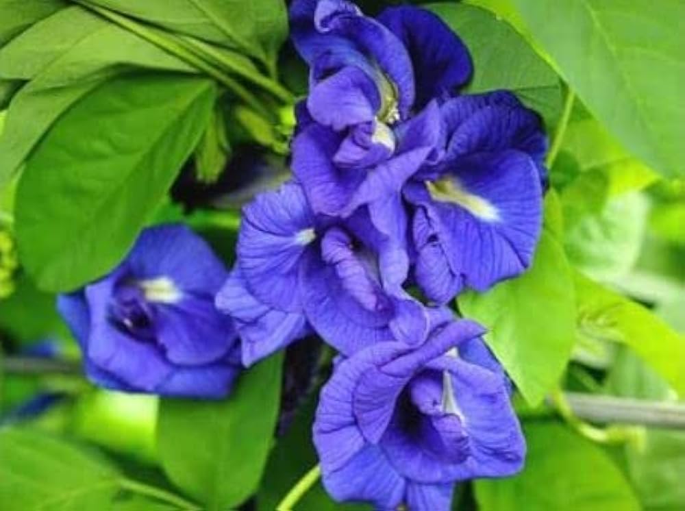 Blue Clitoria Flower seeds for Planting - Vibrant Colors, Heirloom & GMO Free Seeds for Home Garden
