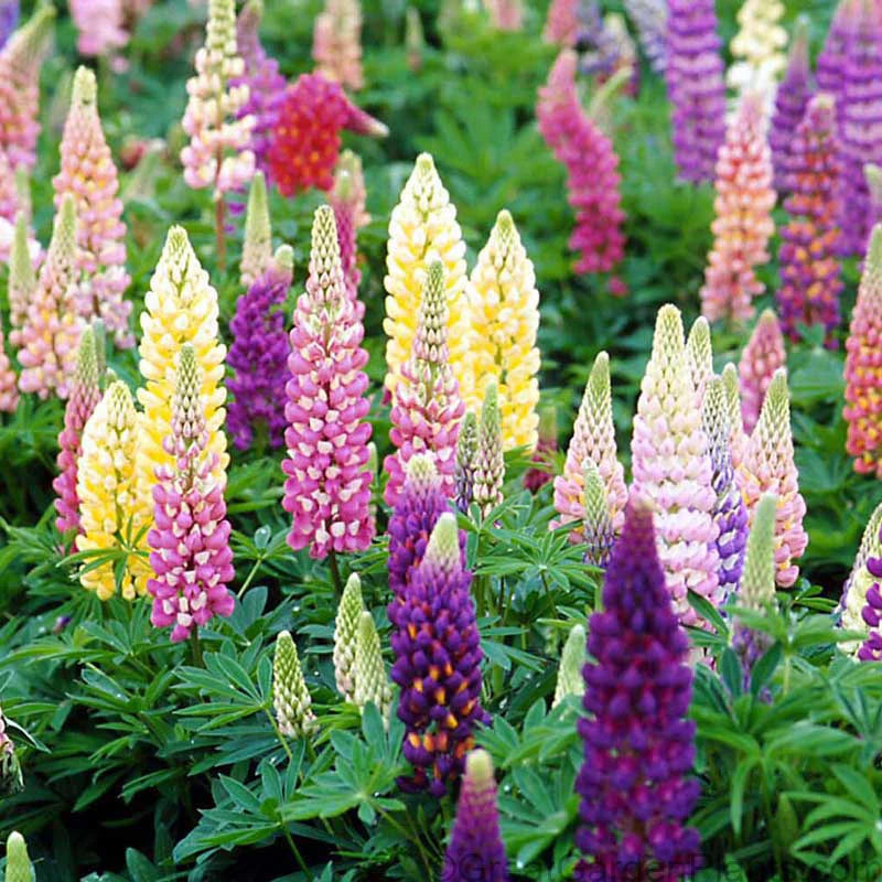 Russell Lupine Flower seeds for Planting - Perfect for Borders, Heirloom & GMO Free Seeds for Home Garden