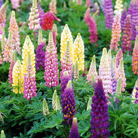 Russell Lupine Flower seeds for Planting - Perfect for Borders, Heirloom & GMO Free Seeds for Home Garden