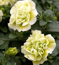 Cream Petunia Flower Seeds for Planting Heirloom NONGMO Seeds Easy to Grow Garden Blooms Hardy Variety 
 
 Sale