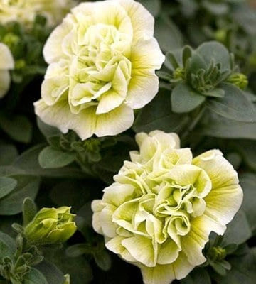 Cream Petunia Flower Seeds for Planting Heirloom NONGMO Seeds Easy to Grow Garden Blooms Hardy Variety 
 
 Sale