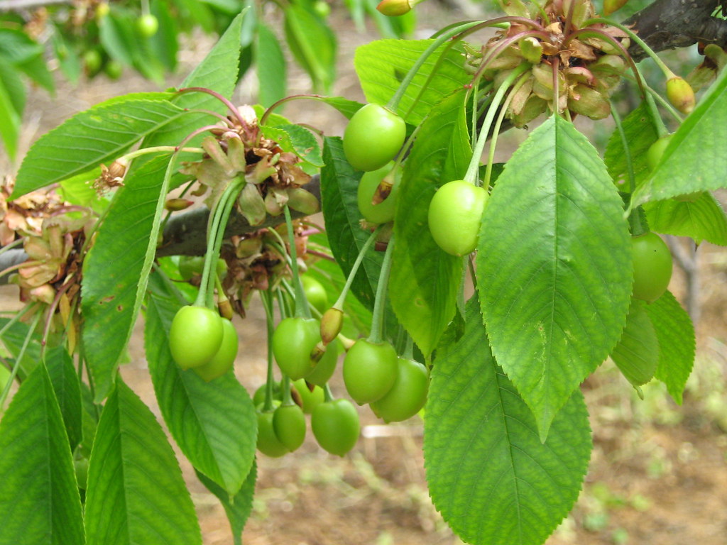 Light Green and Red Cherry Fruit Seeds for Planting