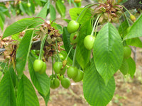 Light Green and Red Cherry Fruit Seeds for Planting