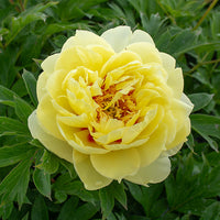 Yellow Peony Flower seeds for Planting - Bright Blooms, Heirloom & GMO Free Seeds for Home Garden