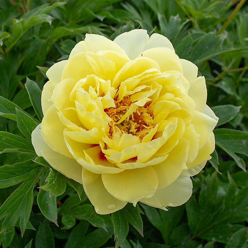 Yellow Peony Flower seeds for Planting - Bright Blooms, Heirloom & GMO Free Seeds for Home Garden