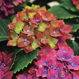 Green Red Hydrangea Flower seeds for Planting - Low Maintenance, Heirloom & GMO Free Seeds for Home Garden
 
 Sale seeds for planting in home garden
