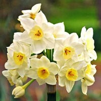 Daffodil Flower seeds for Planting - Cut Flower Favorite, Heirloom & GMO Free Seeds for Home Garden