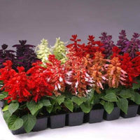 Rose Queen Salvia Seeds – Elegant Perennial with Soft Rosy Blooms