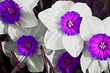 Blue White Daffodils Flower seeds for Planting - Colorful Display, Heirloom & GMO Free Seeds for Home Garden