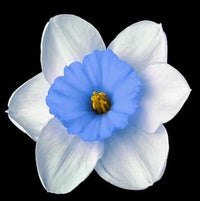 Blue White Daffodils Flower seeds for Planting - Colorful Display, Heirloom & GMO Free Seeds for Home Garden
 
 Sale seeds for planting in home garden