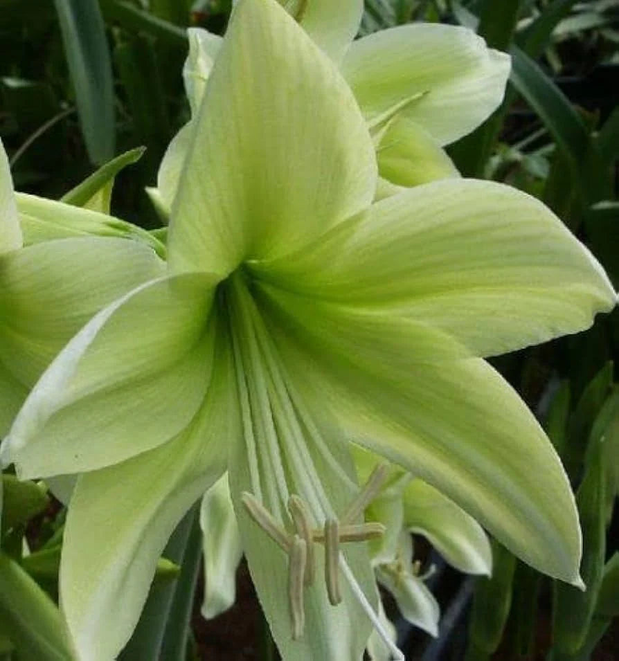 Green Amaryllis Flower Seeds for Planting Perfect for Borders Heirloom & GMO Free Seeds for Home Garden
 
 Sale