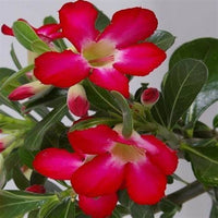 Clear Adenium Obesum Flower seeds for Planting Drought Tolerant Heirloom & GMO Free Seeds for Home Garden