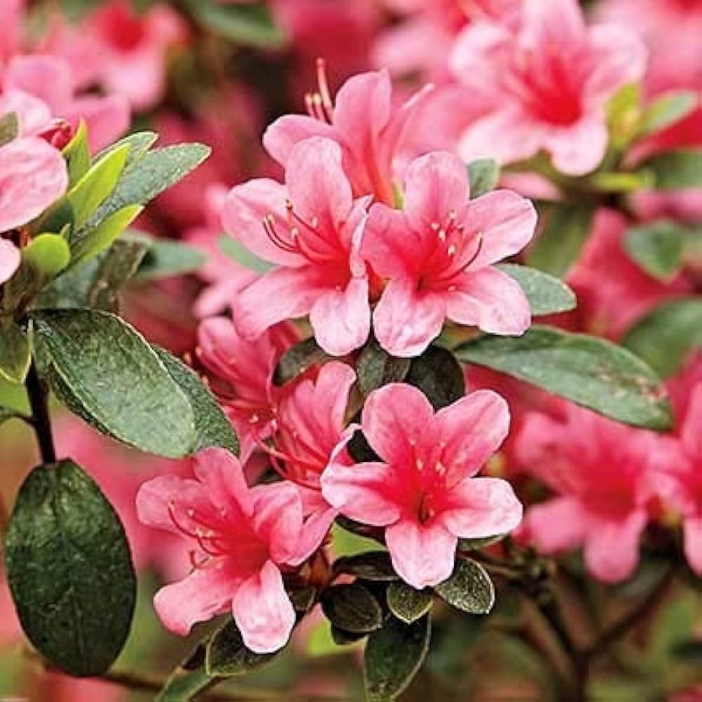 Azalea Flower seeds for Planting Shade Tolerant Heirloom & GMO Free Seeds for Home Garden