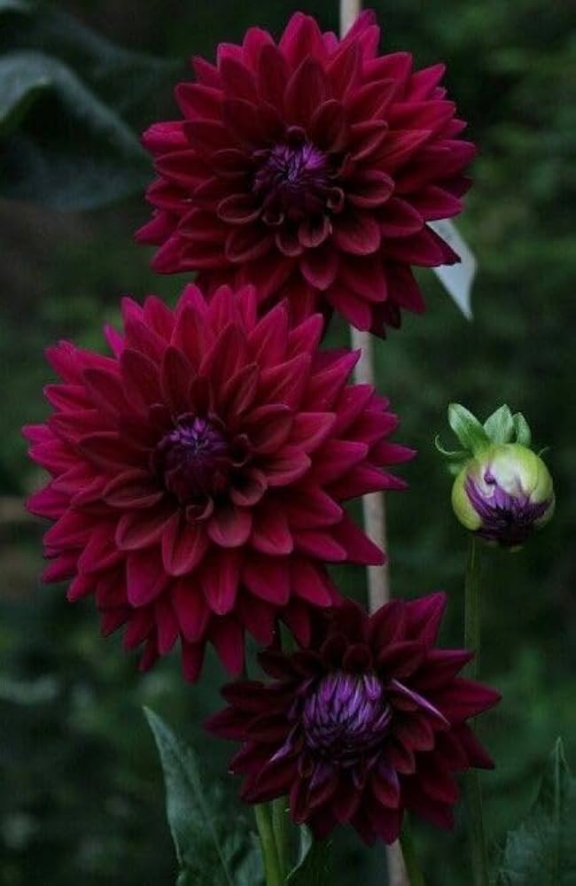 Maroon Red White Dahlia Flower Seeds for Planting Compact Growth Heirloom & GMO Free Seeds for Home Garden
 
 Sale