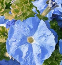 Sky Blue Petunia Flower Seeds Planting