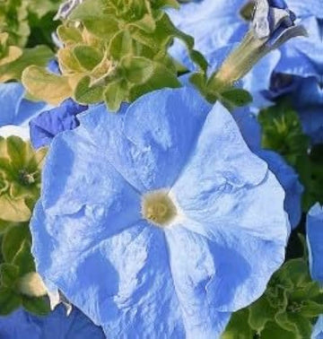 Sky Blue Petunia Flower Seeds Planting