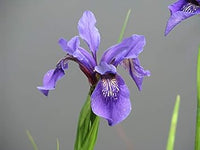 Violet Bulleyana Flower seeds for Planting - Wildflower Mix, Heirloom & GMO Free Seeds for Home Garden
 
 Sale for planting in home garden