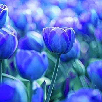 Tulip Blue Flower Seeds for Planting  Vibrant Blue Blooms for Your Garden