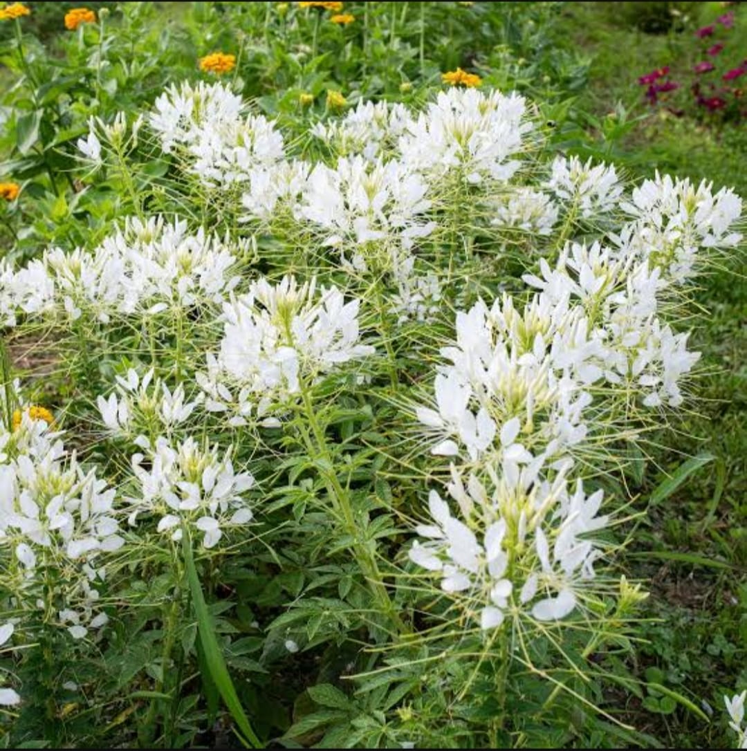 Cleome Cleome hassleriana Flower Seeds for Planting in Garden and Flower Bed