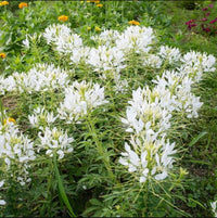 Cleome Cleome hassleriana Flower Seeds for Planting in Garden and Flower Bed