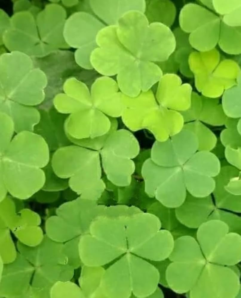 Army Green Four Leaf Clover for Planting Long Bloom Season Heirloom & GMO Free Seeds for Home Garden
 
 Sale