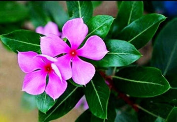 Catharanthus Flower seeds for Planting Garden Favorite Heirloom & GMO Free Seeds for Home Garden