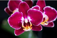 Burgundy White Phalaenopsis Orchids Seeds for Planting Easy to Grow Heirloom & GMO Free Seeds for Home Garden
 
 Sale