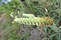 Pterocaulon Flower seeds for Planting Vibrant Colors Heirloom & GMO Free Seeds for Home Garden