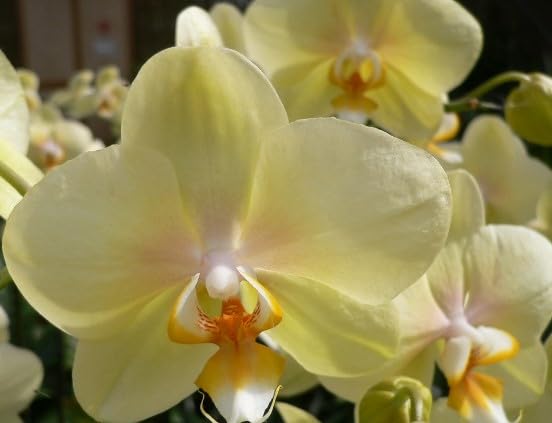 Light Yellow Phalaenopsis Orchid Seeds Flower seeds for Planting Sun Loving Heirloom & GMO Free Seeds for Home Garden