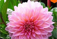Vera Bag Dalia Mini Bonsai Dahlia Seed