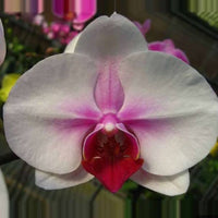 Phalaenopsis Orchid Flower seeds for Planting Seasonal Bloomer Heirloom & GMO Free Seeds for Home Garden