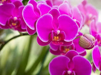 Thick Pink Orchid Flower seeds for Planting Fragrant Blossoms Heirloom & GMO Free Seeds for Home Garden 
 
 Sale