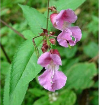 Violet Balsamine Flower seeds for Planting - Hardy Variety, Heirloom & GMO Free Seeds for Home Garden