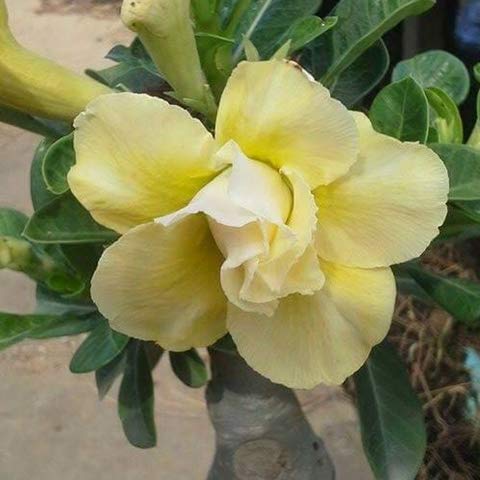 Light Yellow Adenium Obesum Flower seeds for Planting Hardy Variety Heirloom & GMO Free Seeds for Home Garden